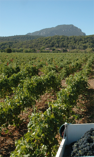 vue du Pic Saint Loup